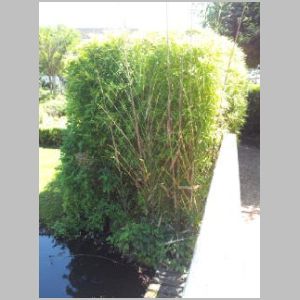 Bamboo